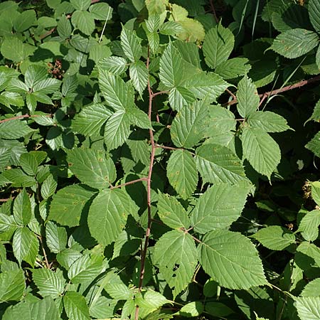 Rubus elegans \ Vielschw&auml;nzige Brombeere / Elegant Bramble, D Bad Orb 4.8.2019