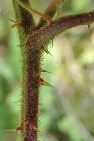 Rubus elegans \ Vielschw&auml;nzige Brombeere / Elegant Bramble, D Bad Orb 4.8.2019
