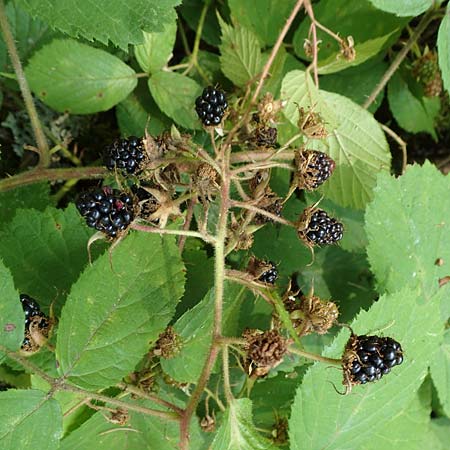 Rubus elegans \ Vielschw&auml;nzige Brombeere / Elegant Bramble, D Bad Orb 4.8.2019