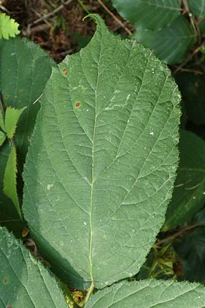 Rubus elegans \ Vielschw&auml;nzige Brombeere / Elegant Bramble, D Bad Orb 4.8.2019