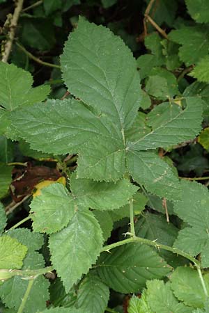 Rubus eichelberg \ Eichelberger Tr�ufelspitzen-Brombeere / Eichelberg Bramble, D Weinheim an der Bergstra&szlig;e 14.7.2020