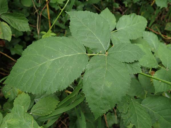 Rubus eichelberg \ Eichelberger Tr�ufelspitzen-Brombeere / Eichelberg Bramble, D Weinheim an der Bergstra&szlig;e 14.7.2020