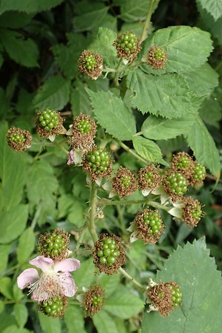 Rubus eichelberg \ Eichelberger Tr�ufelspitzen-Brombeere / Eichelberg Bramble, D Weinheim an der Bergstra&szlig;e 14.7.2020