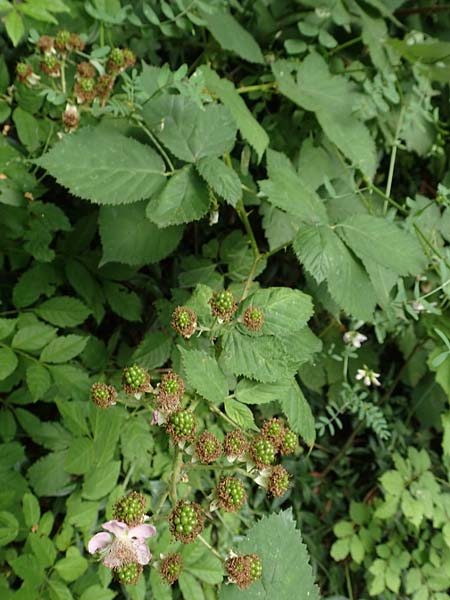 Rubus eichelberg \ Eichelberger Tr�ufelspitzen-Brombeere / Eichelberg Bramble, D Weinheim an der Bergstra&szlig;e 14.7.2020