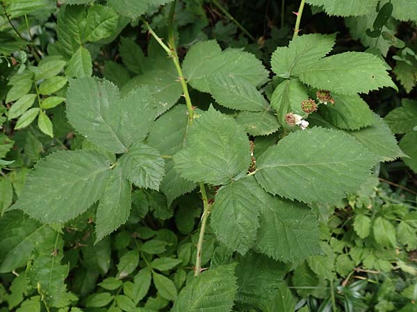 Rubus eichelberg \ Eichelberger Tr�ufelspitzen-Brombeere / Eichelberg Bramble, D Weinheim an der Bergstra&szlig;e 14.7.2020