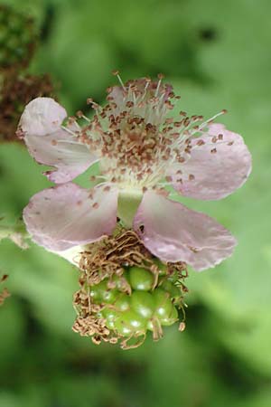 Rubus eichelberg \ Eichelberger Tr�ufelspitzen-Brombeere / Eichelberg Bramble, D Weinheim an der Bergstra&szlig;e 14.7.2020