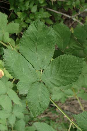 Rubus eichelberg \ Eichelberger Tr�ufelspitzen-Brombeere / Eichelberg Bramble, D Weinheim an der Bergstra&szlig;e 14.7.2020