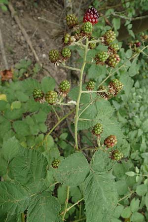 Rubus eichelberg \ Eichelberger Tr�ufelspitzen-Brombeere / Eichelberg Bramble, D Weinheim an der Bergstra&szlig;e 14.7.2020