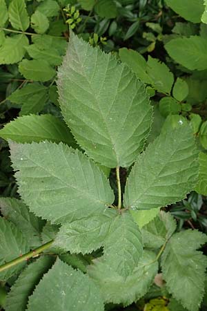 Rubus eichelberg \ Eichelberger Tr�ufelspitzen-Brombeere / Eichelberg Bramble, D Weinheim an der Bergstra&szlig;e 14.7.2020