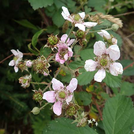 Rubus eifeliensis \ Eifel-Brombeere / Eifel Bramble, D Monschau-Kalterherberg 27.7.2020