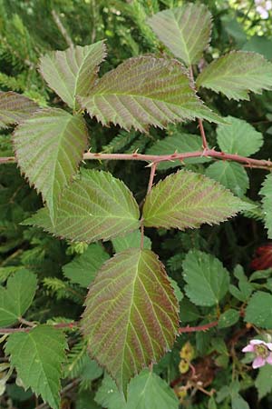 Rubus eifeliensis \ Eifel-Brombeere / Eifel Bramble, D Monschau-Kalterherberg 27.7.2020