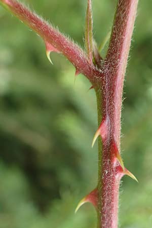 Rubus eifeliensis \ Eifel-Brombeere / Eifel Bramble, D Monschau-Kalterherberg 27.7.2020