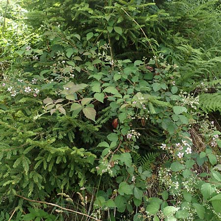 Rubus eifeliensis \ Eifel-Brombeere / Eifel Bramble, D Monschau-Kalterherberg 27.7.2020