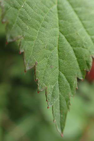 Rubus eifeliensis \ Eifel-Brombeere / Eifel Bramble, D Monschau-Kalterherberg 27.7.2020