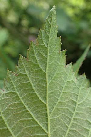 Rubus eifeliensis \ Eifel-Brombeere / Eifel Bramble, D Monschau-Kalterherberg 27.7.2020