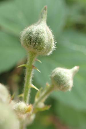 Rubus eifeliensis \ Eifel-Brombeere / Eifel Bramble, D Monschau-Kalterherberg 27.7.2020