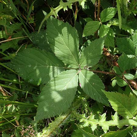 Rubus eifeliensis \ Eifel-Brombeere / Eifel Bramble, D Monschau-Kalterherberg 27.7.2020