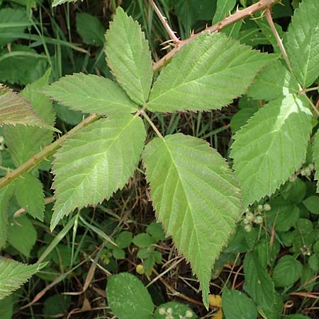 Rubus eifeliensis \ Eifel-Brombeere / Eifel Bramble, D Monschau-Kalterherberg 27.7.2020
