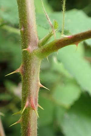 Rubus eifeliensis \ Eifel-Brombeere / Eifel Bramble, D Monschau-Kalterherberg 27.7.2020