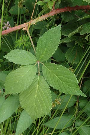 Rubus eifeliensis \ Eifel-Brombeere / Eifel Bramble, D Monschau-Kalterherberg 27.7.2020