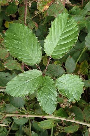Rubus elegantispinosus \ Schlankstachelige Brombeere / Elegant-Spine Bramble, D Herne 28.7.2020