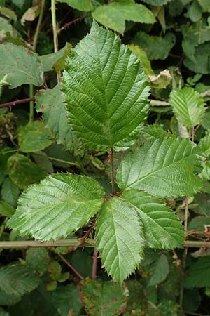 Rubus elegantispinosus \ Schlankstachelige Brombeere / Elegant-Spine Bramble, D Herne 28.7.2020
