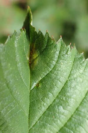 Rubus elegantispinosus \ Schlankstachelige Brombeere / Elegant-Spine Bramble, D Herne 28.7.2020