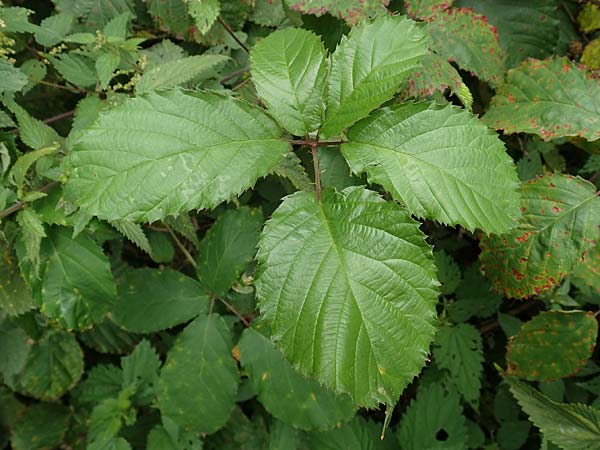 Rubus elegantispinosus \ Schlankstachelige Brombeere / Elegant-Spine Bramble, D Herne 28.7.2020