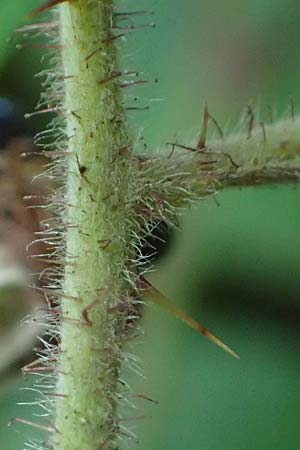 Rubus erythrocomos \ Rotschopf-Brombeere / Red-Tuft Bramble, D Windeck-Mittel 5.9.2021