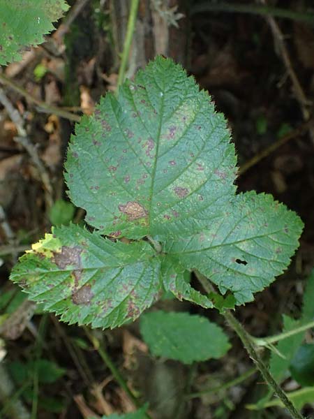 Rubus erythrocomos \ Rotschopf-Brombeere / Red-Tuft Bramble, D Windeck-Mittel 5.9.2021