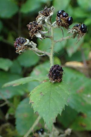 Rubus erythrocomos \ Rotschopf-Brombeere / Red-Tuft Bramble, D Windeck-Mittel 5.9.2021