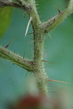 Rubus erythrocomos \ Rotschopf-Brombeere / Red-Tuft Bramble, D Windeck-Mittel 5.9.2021