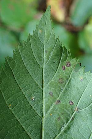 Rubus erythrocomos \ Rotschopf-Brombeere / Red-Tuft Bramble, D Windeck-Mittel 5.9.2021
