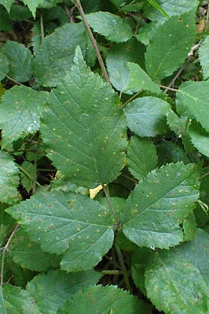 Rubus erythrocomos \ Rotschopf-Brombeere / Red-Tuft Bramble, D Windeck-Mittel 5.9.2021