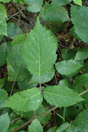 Rubus erythrocomos \ Rotschopf-Brombeere / Red-Tuft Bramble, D Windeck-Mittel 5.9.2021