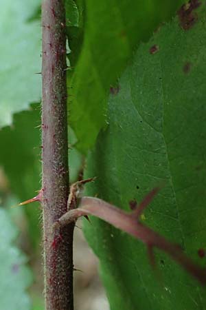 Rubus erythrocomos \ Rotschopf-Brombeere / Red-Tuft Bramble, D Windeck-Mittel 5.9.2021