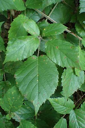Rubus erythrocomos \ Rotschopf-Brombeere / Red-Tuft Bramble, D Windeck-Mittel 5.9.2021