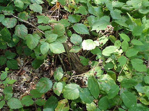 Rubus erythrocomos \ Rotschopf-Brombeere / Red-Tuft Bramble, D Windeck-Mittel 5.9.2021