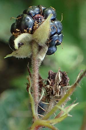 Rubus erythrocomos \ Rotschopf-Brombeere / Red-Tuft Bramble, D Bergneustadt-Neuenothe 5.9.2021