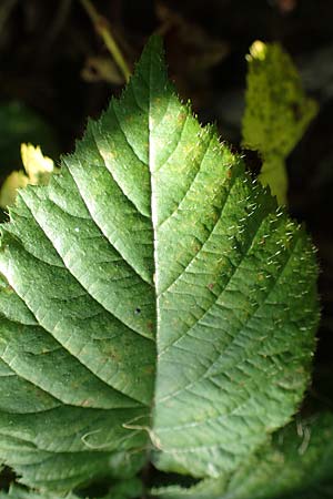 Rubus erythrocomos \ Rotschopf-Brombeere / Red-Tuft Bramble, D Bergneustadt-Neuenothe 5.9.2021
