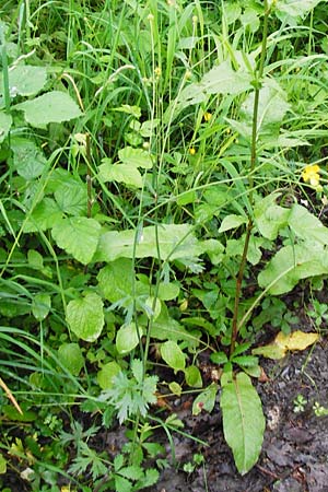 Ranunculus acris subsp. friesianus \ Scharfer Hahnenfu� / Meadow Buttercup, D Brackenheim 30.5.2015