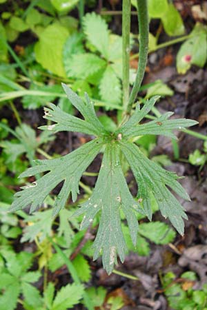 Ranunculus acris subsp. friesianus \ Scharfer Hahnenfu� / Meadow Buttercup, D Brackenheim 30.5.2015
