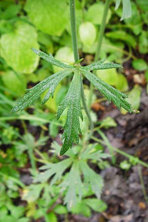 Ranunculus acris subsp. friesianus \ Scharfer Hahnenfu� / Meadow Buttercup, D Brackenheim 30.5.2015