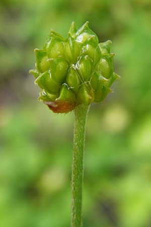 Ranunculus acris subsp. friesianus \ Scharfer Hahnenfu� / Meadow Buttercup, D Brackenheim 30.5.2015