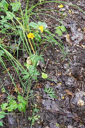 Ranunculus acris subsp. friesianus \ Scharfer Hahnenfu� / Meadow Buttercup, D Brackenheim 30.5.2015