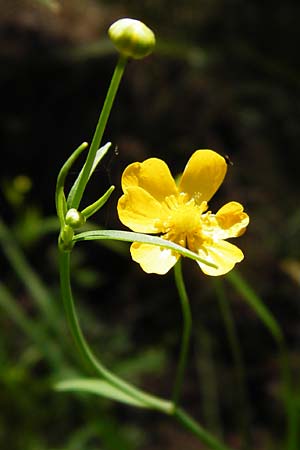 Ranunculus flammula \ Brennender Hahnenfu� / Lesser Spearwort, D Ober-Roden 17.6.2015