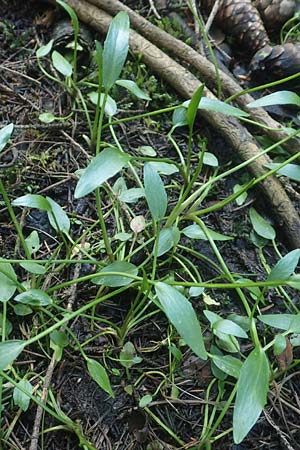 Ranunculus flammula \ Brennender Hahnenfu� / Lesser Spearwort, D Leutkirch 7.5.2016