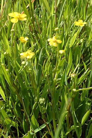Ranunculus flammula \ Brennender Hahnenfu� / Lesser Spearwort, D R&ouml;dermark 13.5.2017