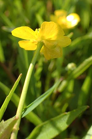 Ranunculus flammula \ Brennender Hahnenfu� / Lesser Spearwort, D R&ouml;dermark 13.5.2017