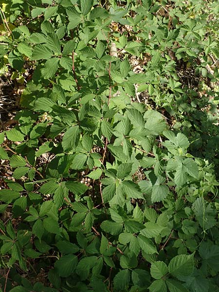 Rubus gratus \ Angenehme Brombeere / Pleasant Bramble, D Herne 27.7.2019